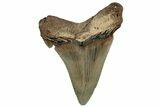 Serrated Angustidens Tooth - Megalodon Ancestor #302037-1